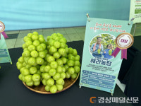 칠곡 해라농장 샤인머스켓, 경북 품평회서 ‘대상’