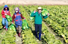 울진군, 배추 뽑고 농가 근심 덜고…일손돕기 동참