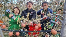 포항 용흥동, 청하면 사과농가 일손돕기