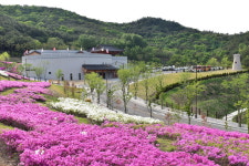 봄꽃 만개한 경주 화랑마을서 추억쌓기