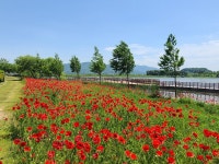 <포토>상주중덕지 자연생태공원에 양귀비꽃 만개