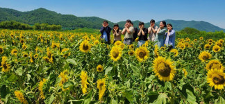 안동시 풍산읍, 낙동강변 따라 해바라기단지 조성