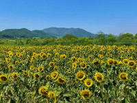 안동시 풍산읍, 낙동강변 따라 해바라기단지 조성