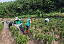 안동시 용상동 자생단체, 예안면 계곡리 일원 수해복구 손길