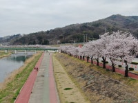 김천 조각공원길...‘우수관리 가로수길’ 선정