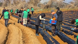 상주시 함창읍 새마을회, 사랑의 감자 심기