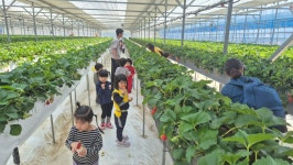 봉화군 어린이급식관리지원센터, 오감만족 딸기 수확 체험 프로그램