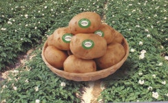 고령 개진감자 영농조합법인 직판장 개장