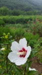 <장아지매의 꽃 이야기>오가향에 핀 무궁화