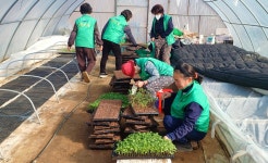 영주 문수면, 농촌일손돕기 봉사활동 펼쳐