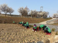 달성군 화원읍 새마을회,  천내천 산책로에 ‘꽃길’ 열었다
