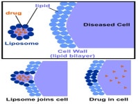 제형의 변화를 통해 한약에 대한 신뢰를 회복할 것인가?