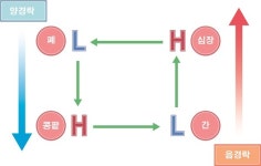 [기고]경락을 어떻게 이해할 수 있을까?-두 번째 이야기-