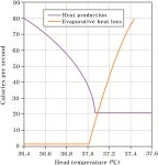 [기고] 체온은 어떻게 조절이 될까? -두 번째 이야기-