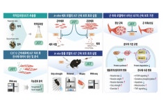 작약감초탕의 근육 위축 예방 효능 밝혀졌다