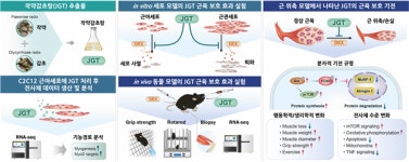 작약감초탕의 근육 위축 예방 효능 밝혀졌다