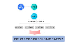 동서비교한의학회, 한방 PDRN PL, new 미소 약침 개발   