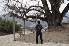 담양 노거수의 충심 영원히 기억된다