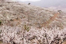 고흥군, 과역 참살이 매화축제 개최