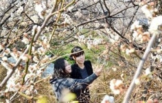 여심 사로잡는 매화꽃 활짝