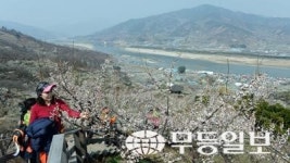 상춘객 반기는 매화꽃 활짝