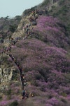여수 영취산 진달래 만개