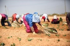 해남 황토밭 고구마 순 정식 한창