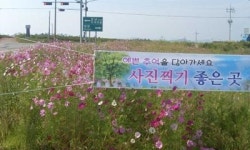 무안 국도 77호선 구간 코스모스 ‘활짝’