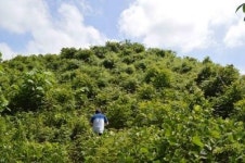 마한시대 수장층 무덤 열린다