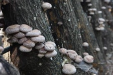 솔밭 향기 머금은 표고버섯