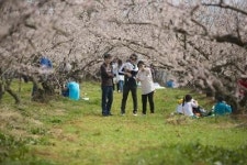 봄기운 전하는 땅끝매화축제 성황