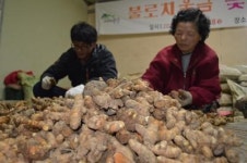 밭에서 나는 웅담 울금… 발효로 성분 UP!