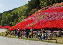 화순 만연산 큰재 철쭉제 상춘객 북적