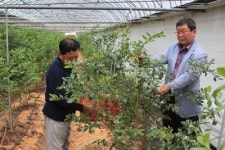 곡성군 블루베리 첫 출하 32억 매출 예상