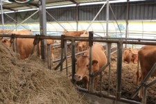 완도군 자연그대로 고급육 한우육성