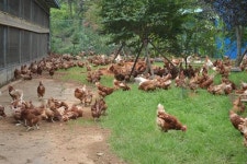 홰 올라 날갯짓 볕 즐기며 모래찜질…최고 유정란 생산- 곡성 유정란