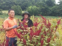 강진군 슈퍼푸드 아마란스 수확 한창