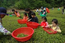 신이 내린 최고의 선물 보성녹차와 함께