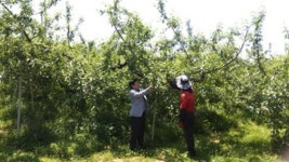 잃어버린 종자 주권,위기의 전남농업 대안 찾자곡성 사과