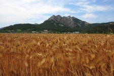 황금물결 보리밭