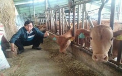 강진군, 엘리트 최우수 암소 육성 나선다