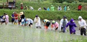 개구리논 손 모내기