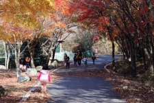 유치자연휴양림 오색창연 단풍길 