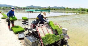 본격 모내기철 바쁜 들녘