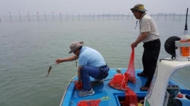 신안군, 낙지금어기 맞춰 어미낙지 방류