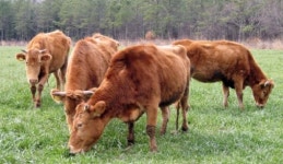 글로컬 시대광주·전남  향토지원 지역특구가 답이다  장흥 생약초 한우특구
