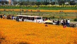 장성 황룡강 노란꽃잔치