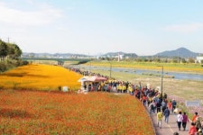 1,700만원의 기적… 장성 황룡강 노란꽃잔치 대박