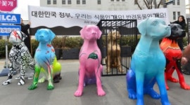 개 농장 구출하러 꽃개들이 떴다