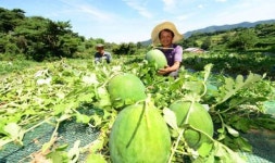 광주 특산물 무등산수박 출하